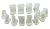 牙体形态模型B10039 