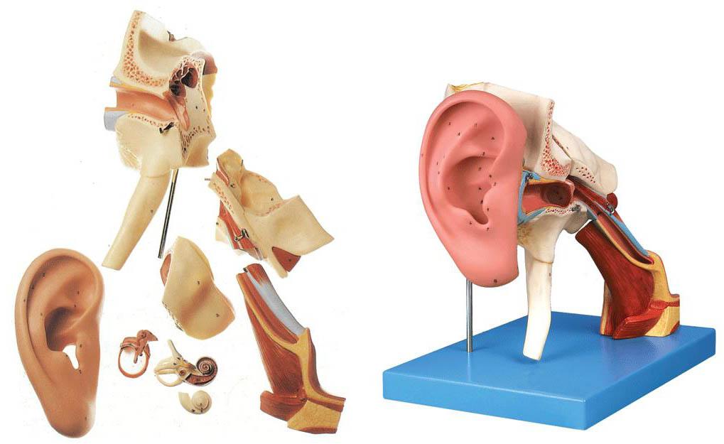 道,中耳鼓室,鼓膜和听小骨,颞骨岩部,内耳迷路和咽鼓管等8个部件组成