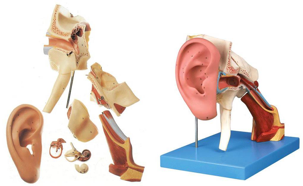 耳结构放大模型是我公司自行研发生产热销的医学教学模型,欢迎各医院
