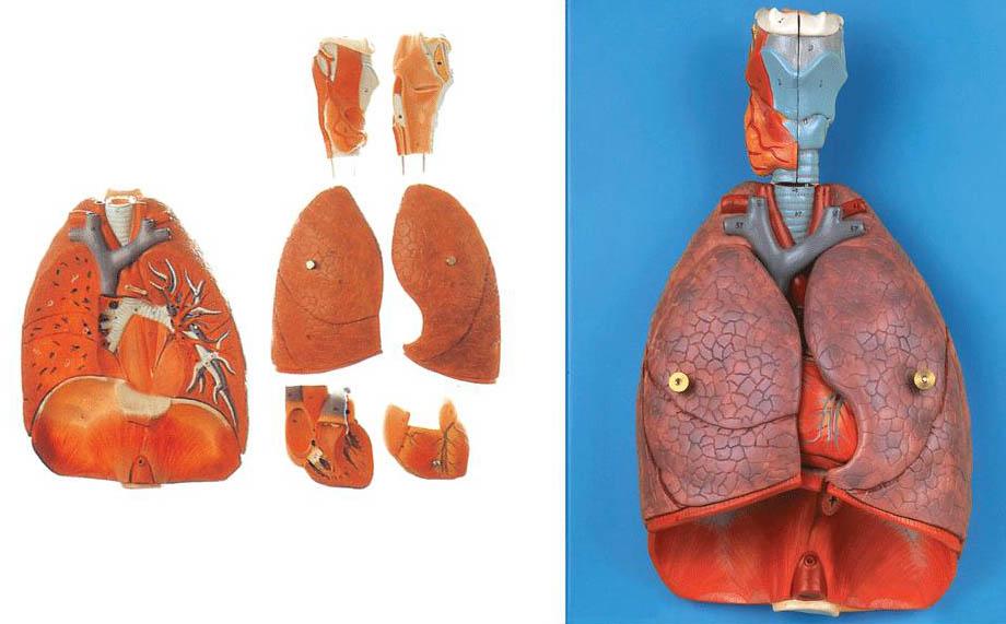 喉、心、肺模型A13012，肺模型-找上海佳悦，专业医学模型生产厂家