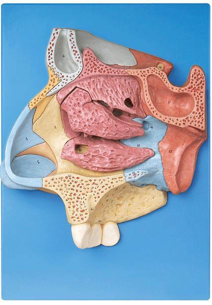 鼻腔放大模型A13002 ，鼻腔解剖模型，鼻模型-找上海佳悦，专业生产医学模型厂家