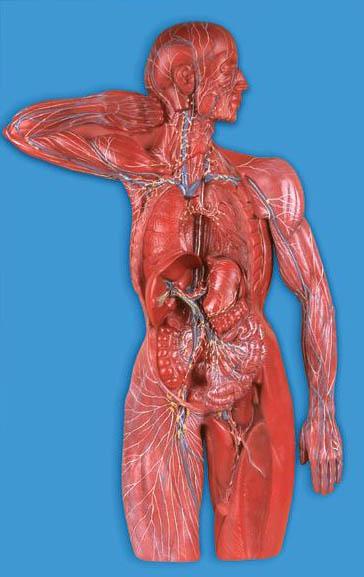 淋巴系统模型A16011,淋巴模型-找上海佳悦，专业医学模型生产厂家