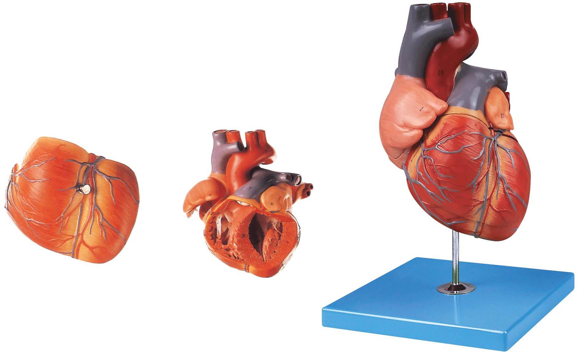 心脏解剖放大模型a16007