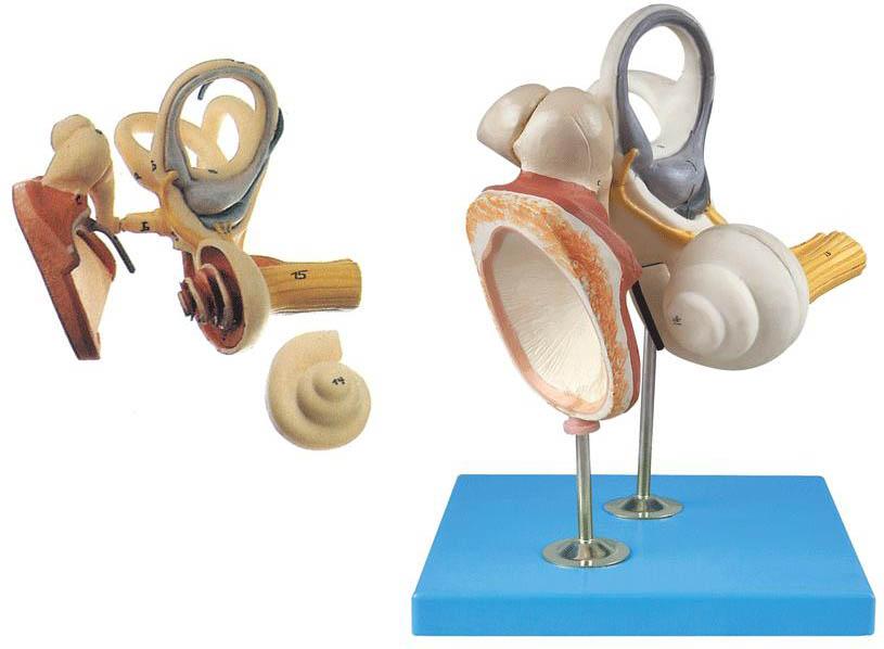 内耳、听小骨及鼓膜放大模型是我公司自行研发生产热销的医学教学模型,欢迎各医院单位订购021-63283651